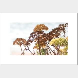 Succulent wild flowers by the sea - sea fennel Posters and Art